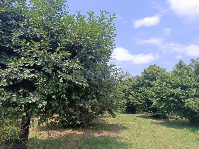 3 otaqlı həyət evi/bağ evi - Qəbələ - 80 m² (14)