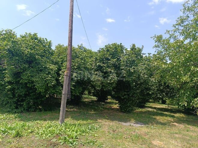3 otaqlı həyət evi/bağ evi - Qəbələ - 80 m² (18)