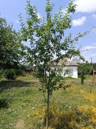 3 otaqlı həyət evi/bağ evi - Qəbələ - 80 m² (19)