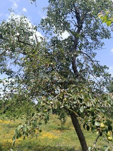 3 otaqlı həyət evi/bağ evi - Qəbələ - 80 m² (15)