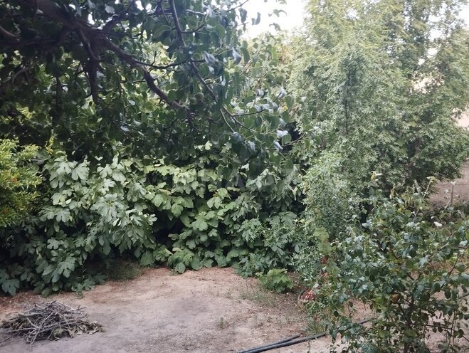 3 otaqlı həyət evi/bağ evi - Binə q. - 100 m² (3)