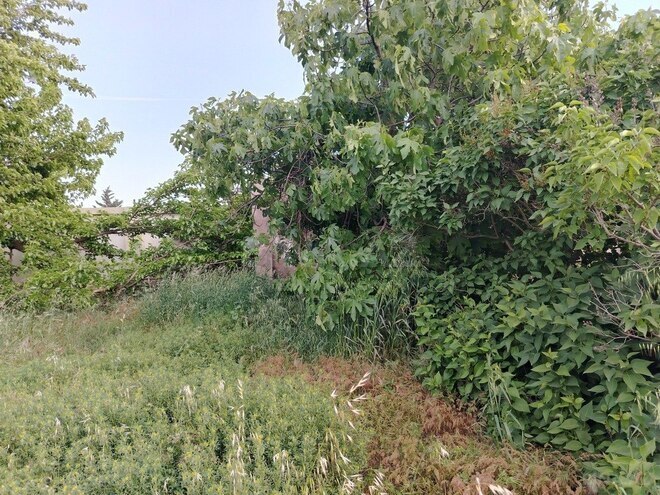 6 otaqlı həyət evi/bağ evi - Albalılıq q. - 400 m² (2)