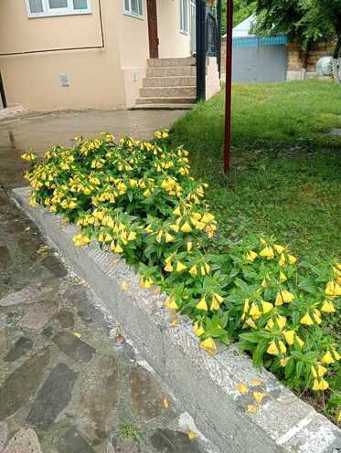 5 otaqlı həyət evi/bağ evi - İsmayıllı - 120 m² (8)