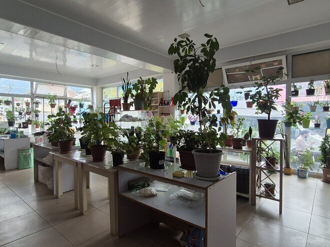 6 otaqlı həyət evi/bağ evi - Oğuz - 450 m² (9)
