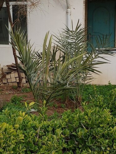 10 otaqlı həyət evi/bağ evi - Türkan q. - 340 m² (1)