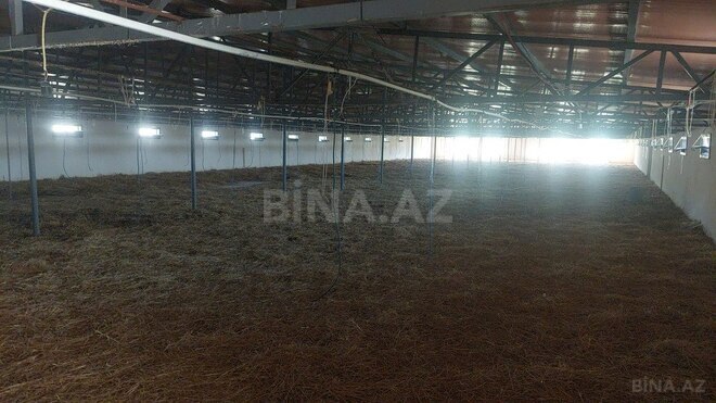 Obyekt - Xaçmaz - 16000 m² (3)