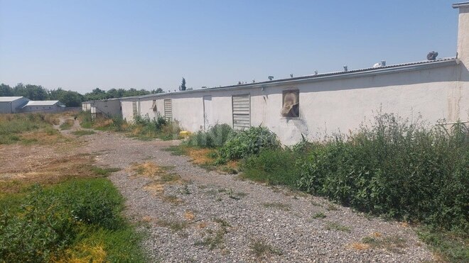 Obyekt - Xaçmaz - 16000 m² (1)