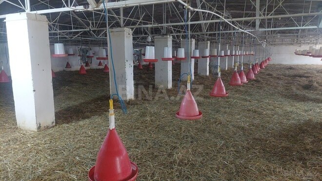 Obyekt - Xaçmaz - 16000 m² (13)