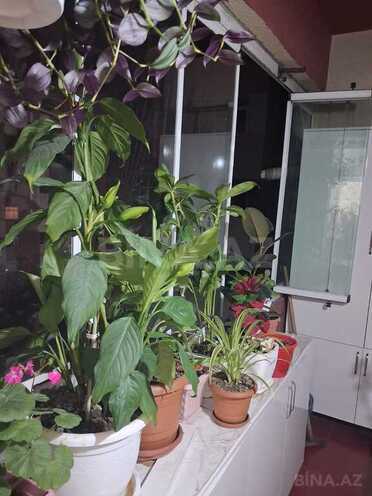 3 otaqlı yeni tikili - Avtovağzal m. - 80 m² (17)
