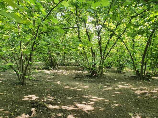 5 otaqlı həyət evi/bağ evi - Quba - 158.3 m² (9)