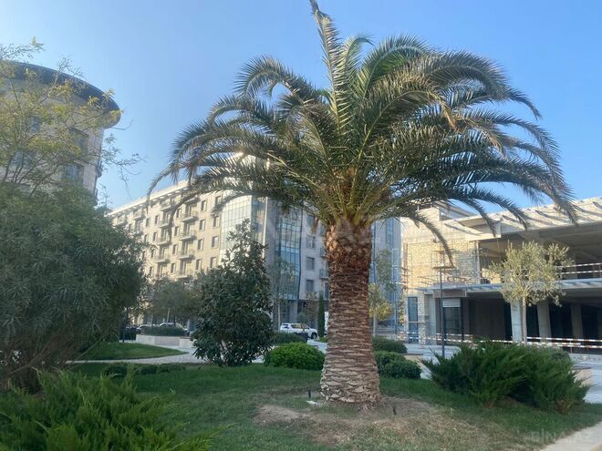 3-комн. офис - пос. Аг шехер - 141 м² (2)