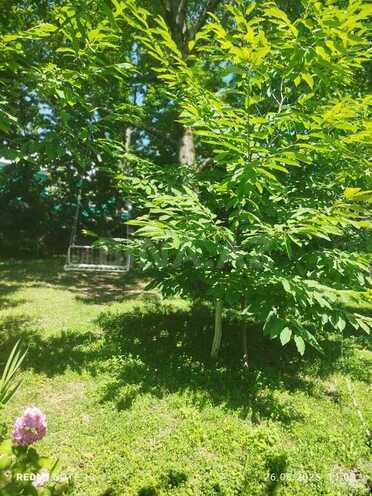 4 otaqlı həyət evi/bağ evi - Qəbələ - 100 m² (16)