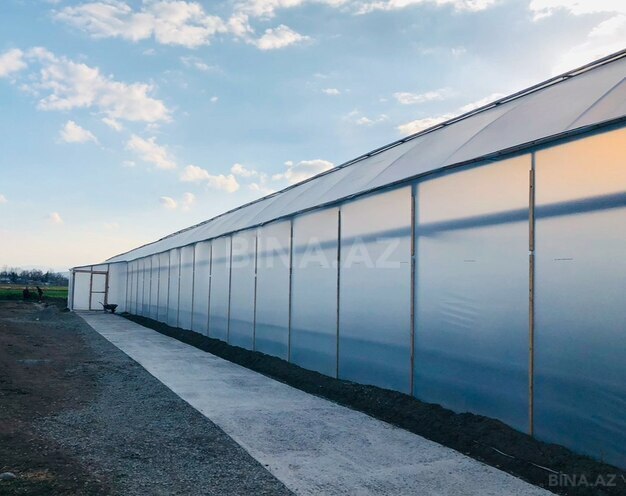 Объект - Товуз - 60000 м² (2)
