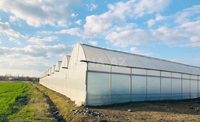 Объект - Товуз - 60000 м² (1)