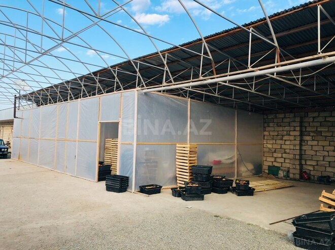 Объект - Товуз - 60000 м² (6)