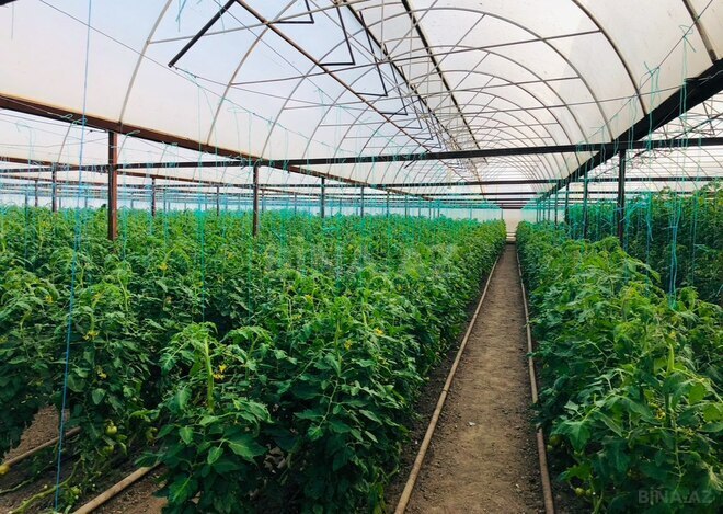 Объект - Товуз - 60000 м² (10)