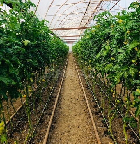 Объект - Товуз - 60000 м² (13)