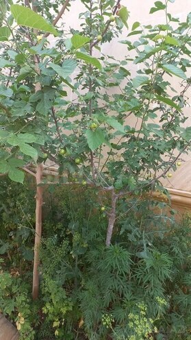 8-комн. дом/дача - пос. Карачухур - 220 м² (13)