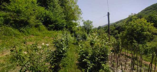 3 otaqlı həyət evi/bağ evi - İsmayıllı - 80 m² (4)