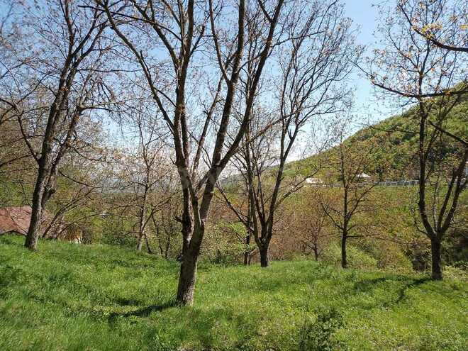 3 otaqlı həyət evi/bağ evi - İsmayıllı - 80 m² (7)