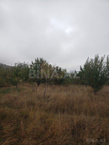 Torpaq - Şamaxı - 30 sot (17)