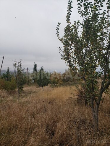 Torpaq - Şamaxı - 30 sot (6)