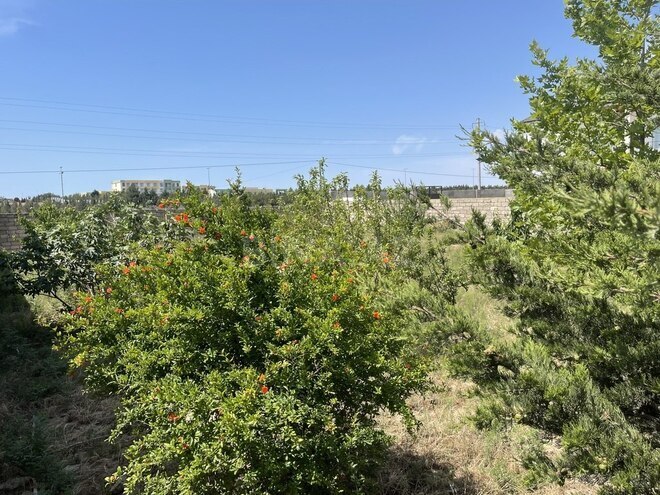 3 otaqlı həyət evi/bağ evi - Pirallahı r. - 120 m² (4)