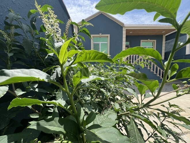 4 otaqlı həyət evi/bağ evi - Biləcəri q. - 103 m² (2)