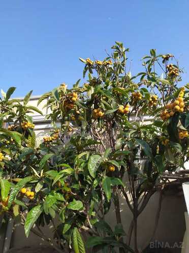 3 otaqlı həyət evi/bağ evi - Fatmayı q. - 80 m² (4)