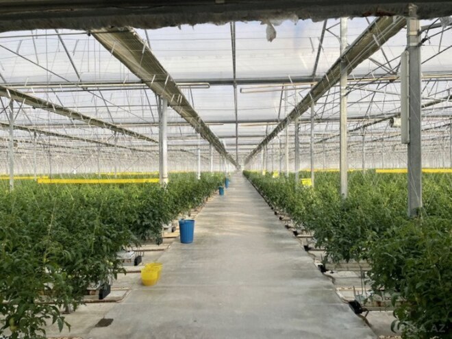 Объект - пос. Зире - 3000 м² (1)