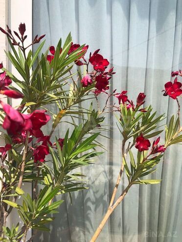 Продаётся 4-комн. новостройка 145.5 м², м. 8 ноября, photo 23 from 32