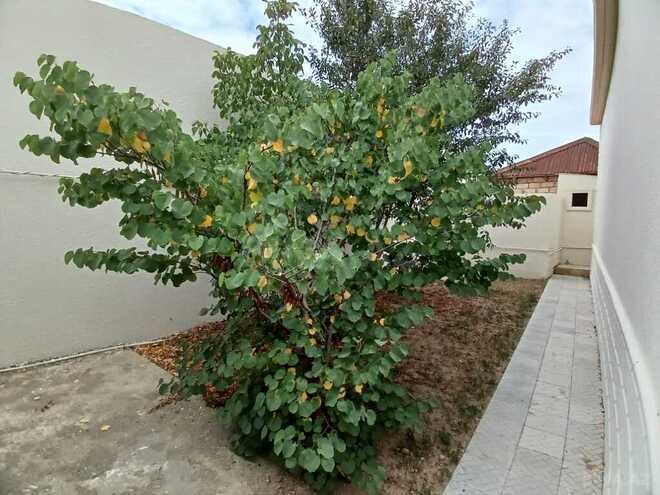 3 otaqlı həyət evi/bağ evi - Albalılıq q. - 120 m² (14)