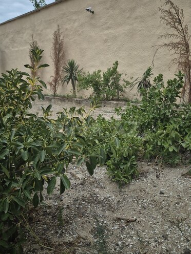 4 otaqlı həyət evi/bağ evi - Türkan q. - 111 m² (12)