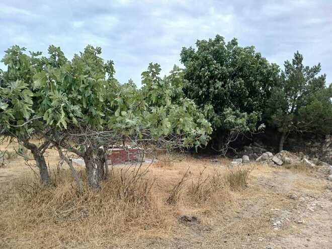 Torpaq - Albalılıq q. - 6 sot (5)