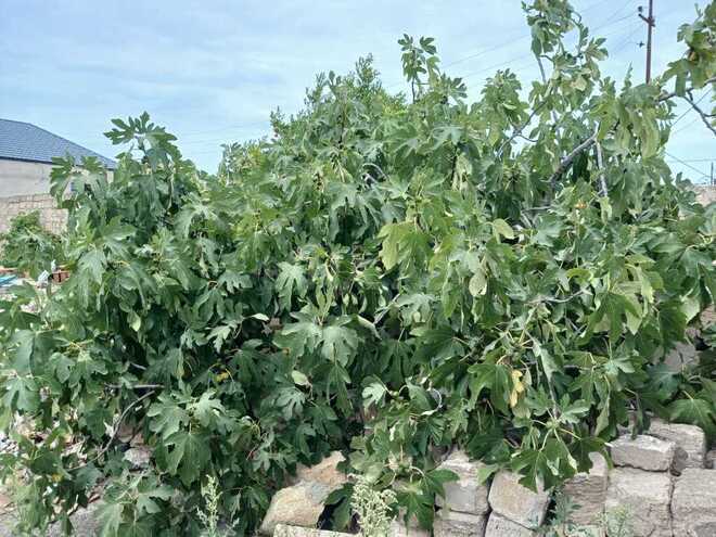 Torpaq - Albalılıq q. - 3 sot (3)