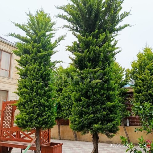 4 otaqlı həyət evi/bağ evi - Buzovna q. - 190 m² (6)