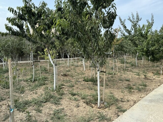 9 otaqlı həyət evi/bağ evi - Nardaran q. - 850 m² (22)