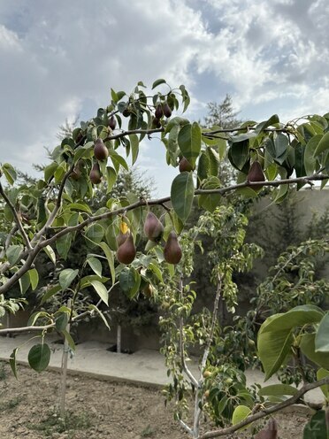 9 otaqlı həyət evi/bağ evi - Nardaran q. - 850 m² (12)