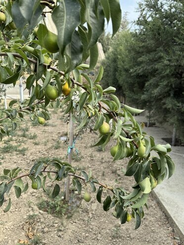 9 otaqlı həyət evi/bağ evi - Nardaran q. - 850 m² (11)