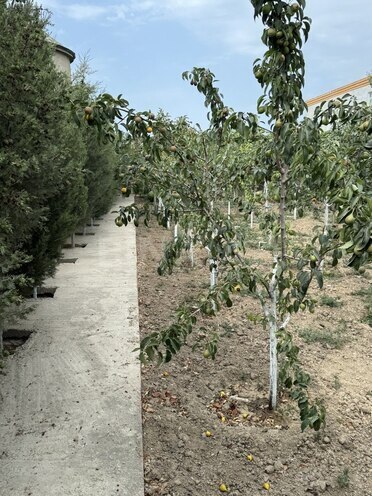 9 otaqlı həyət evi/bağ evi - Nardaran q. - 850 m² (9)