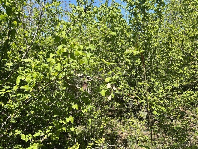 4 otaqlı həyət evi/bağ evi - Qusar - 160 m² (7)