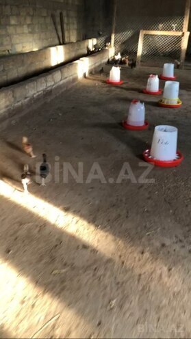 Obyekt - Novxanı q. - 5700 m² (7)