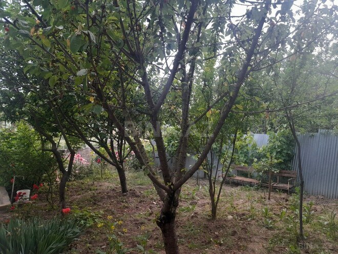 3 otaqlı həyət evi/bağ evi - Şamaxı - 120 m² (4)