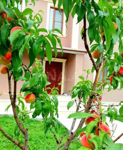 4 otaqlı həyət evi/bağ evi - Qəbələ - 130 m² (2)
