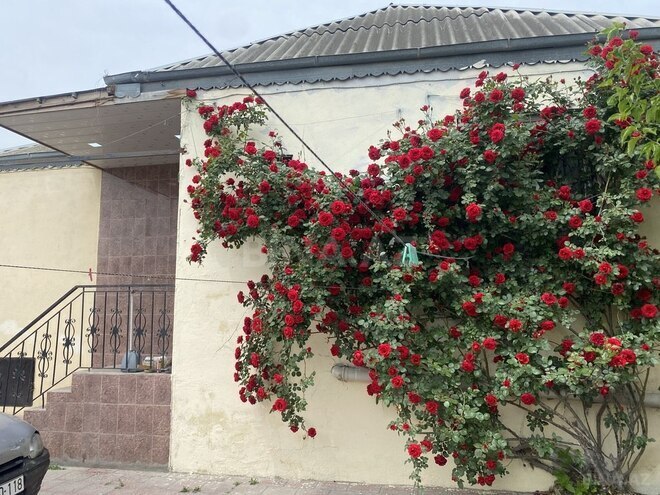 3 otaqlı həyət evi/bağ evi - Binəqədi q. - 80 m² (1)