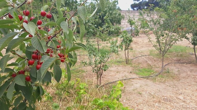 Участок - пос. Маштаги - 8 сот (5)