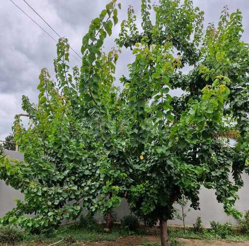3 otaqlı həyət evi/bağ evi - Maştağa q. - 100 m² (15)