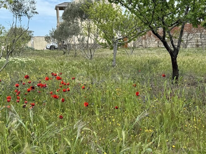 5 otaqlı həyət evi/bağ evi - Bilgəh q. - 148 m² (4)