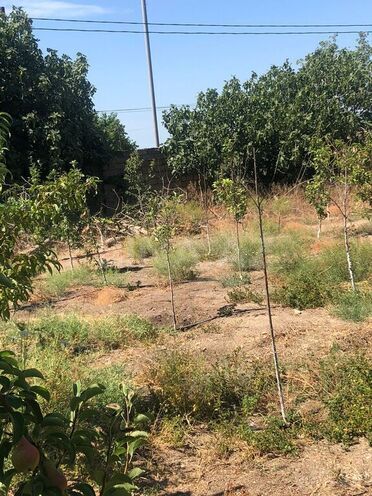 4 otaqlı həyət evi/bağ evi - Türkan q. - 196 m² (3)