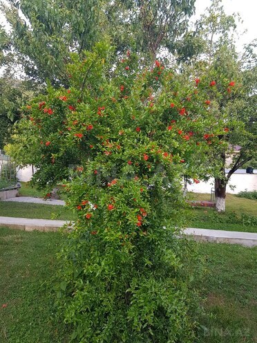 3-комн. дом/дача - Габала - 150 м² (15)